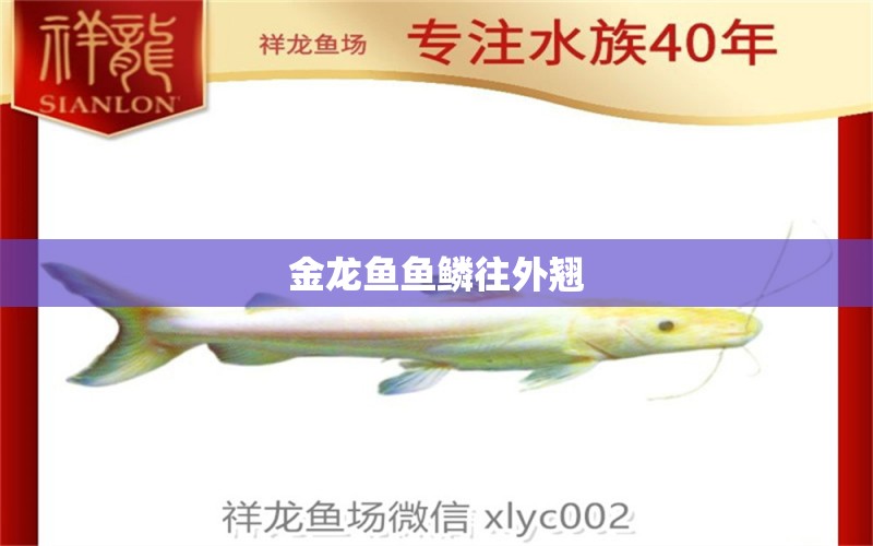 金龍魚魚鱗往外翹 龍魚百科 第2張