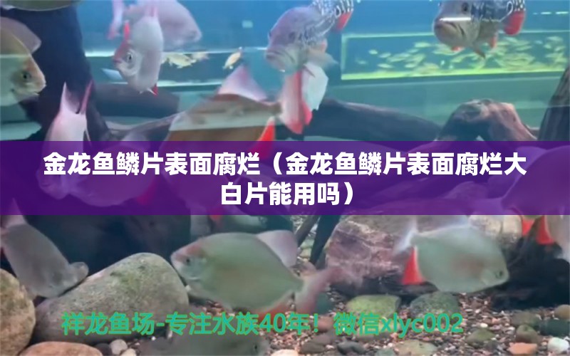 金龍魚鱗片表面腐爛（金龍魚鱗片表面腐爛大白片能用嗎）