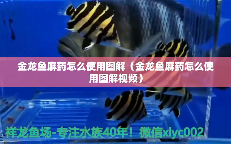 金龍魚麻藥怎么使用圖解（金龍魚麻藥怎么使用圖解視頻）