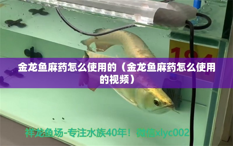 金龍魚麻藥怎么使用的（金龍魚麻藥怎么使用的視頻）