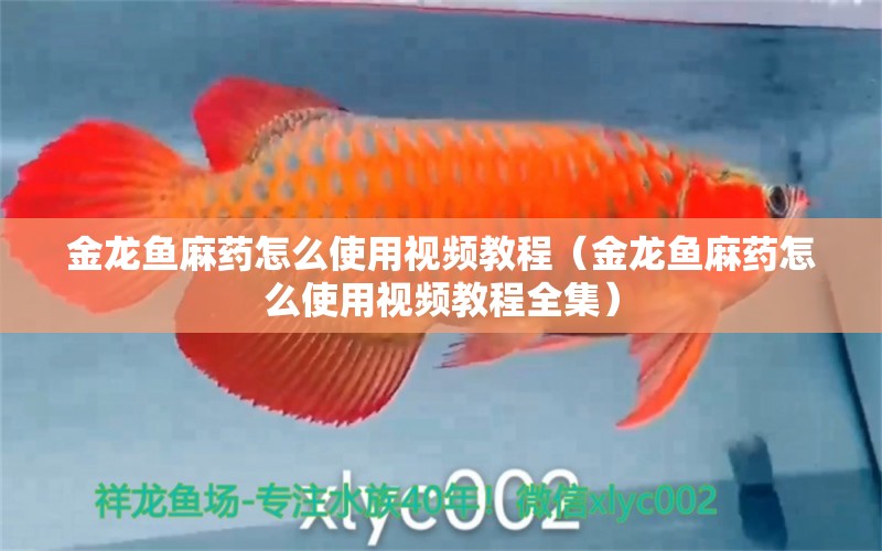 金龍魚麻藥怎么使用視頻教程（金龍魚麻藥怎么使用視頻教程全集）