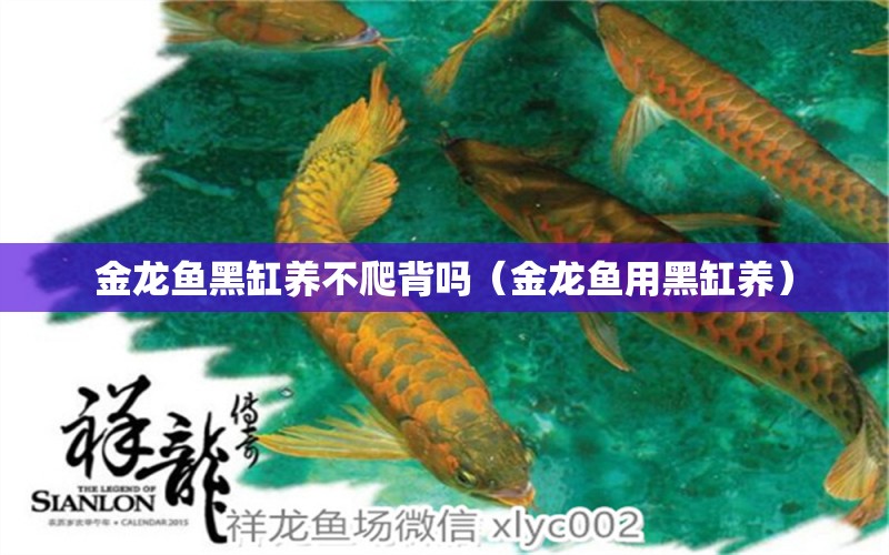 金龍魚黑缸養(yǎng)不爬背嗎（金龍魚用黑缸養(yǎng)）