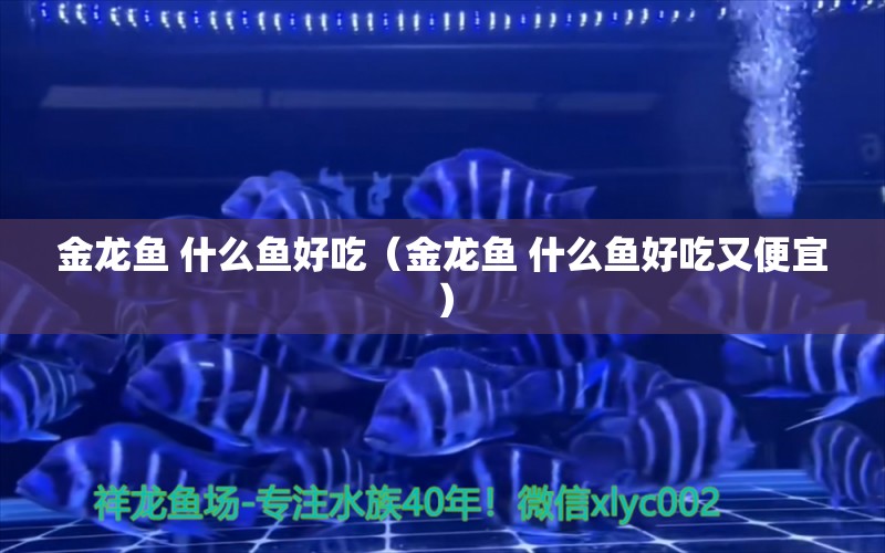 金龍魚 什么魚好吃（金龍魚 什么魚好吃又便宜）