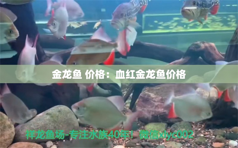 金龍魚 價格：血紅金龍魚價格