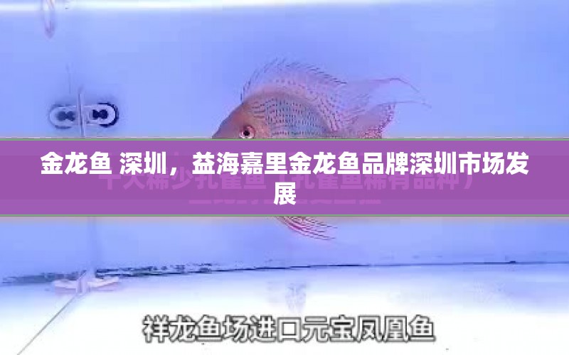 金龍魚 深圳，益海嘉里金龍魚品牌深圳市場(chǎng)發(fā)展 水族問(wèn)答 第1張