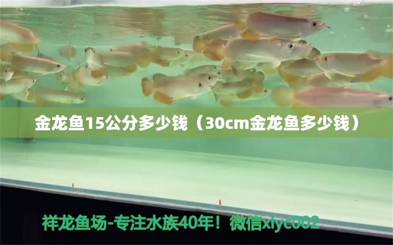 金龍魚15公分多少錢（30cm金龍魚多少錢） 黑桃A魚