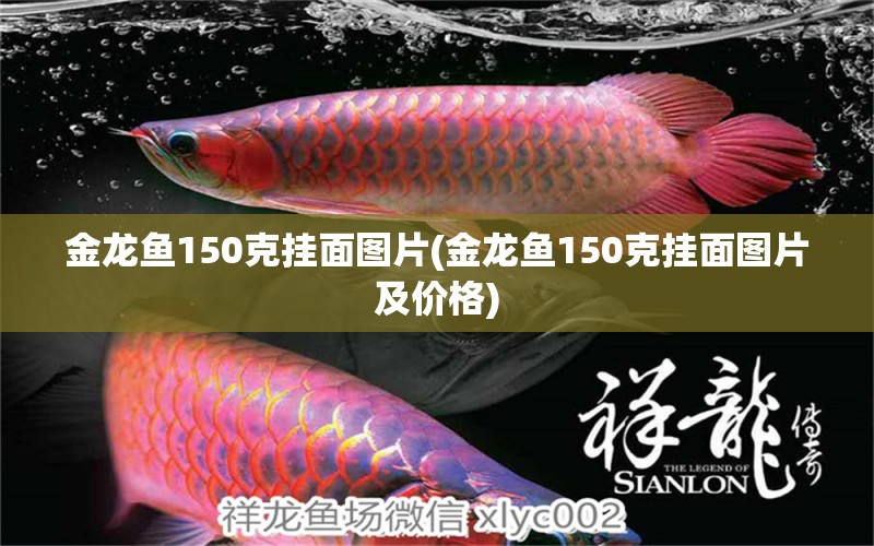 金龍魚150克掛面圖片(金龍魚150克掛面圖片及價格) 藍底過背金龍魚