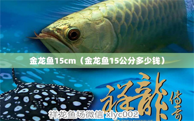 金龍魚15cm（金龍魚15公分多少錢） 照明器材