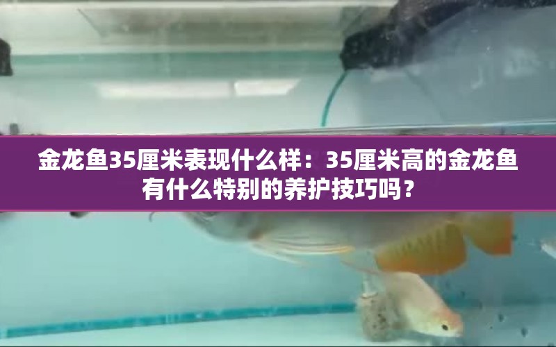 金龍魚35厘米表現(xiàn)什么樣：35厘米高的金龍魚有什么特別的養(yǎng)護技巧嗎？ 水族問答 第1張