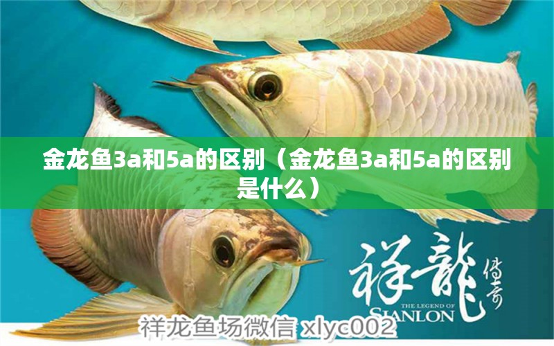 金龍魚3a和5a的區(qū)別（金龍魚3a和5a的區(qū)別是什么）