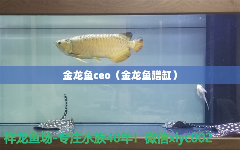 金龍魚ceo（金龍魚蹭缸） 廣州觀賞魚批發(fā)市場