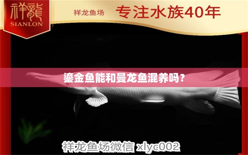 鎏金魚(yú)能和曼龍魚(yú)混養(yǎng)嗎？ 觀賞魚(yú)魚(yú)苗