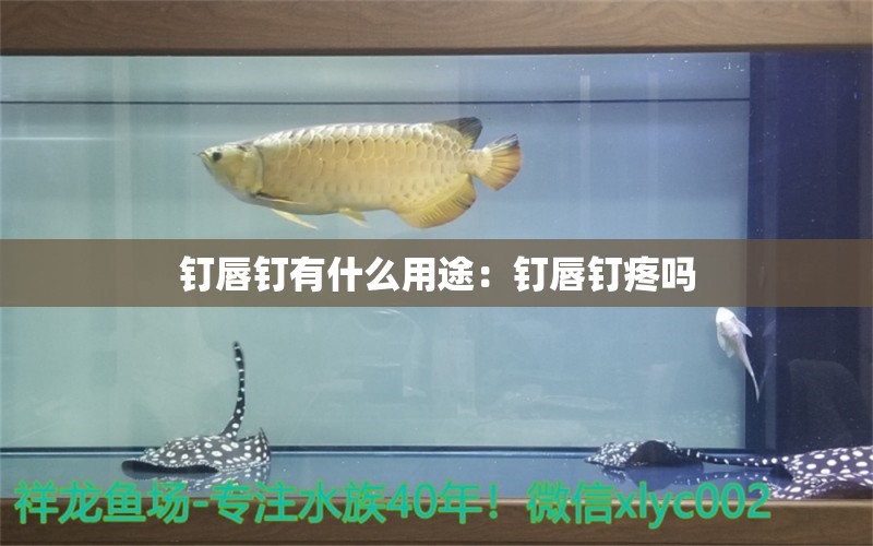 釘唇釘有什么用途：釘唇釘疼嗎