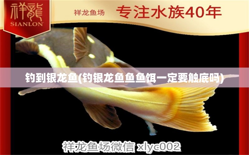 釣到銀龍魚(yú)(釣銀龍魚(yú)魚(yú)魚(yú)餌一定要觸底嗎) 垂釣樂(lè)園