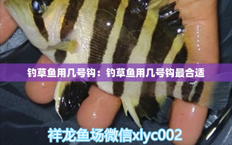 釣草魚用幾號鉤：釣草魚用幾號鉤最合適