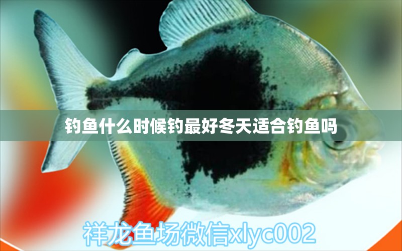 釣魚(yú)什么時(shí)候釣最好冬天適合釣魚(yú)嗎 魚(yú)缸凈水劑 第2張