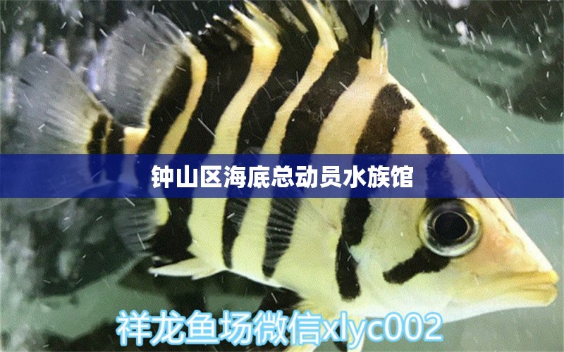 鐘山區(qū)海底總動(dòng)員水族館