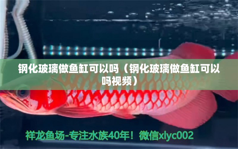 鋼化玻璃做魚缸可以嗎（鋼化玻璃做魚缸可以嗎視頻） 黑影道人魚