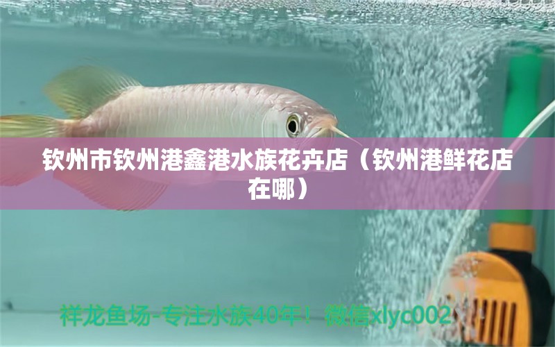 欽州市欽州港鑫港水族花卉店（欽州港鮮花店在哪）