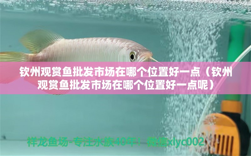 欽州觀賞魚批發(fā)市場在哪個位置好一點（欽州觀賞魚批發(fā)市場在哪個位置好一點呢）