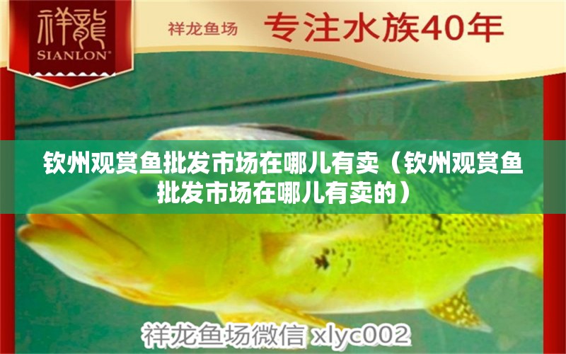 欽州觀賞魚(yú)批發(fā)市場(chǎng)在哪兒有賣（欽州觀賞魚(yú)批發(fā)市場(chǎng)在哪兒有賣的） 觀賞魚(yú)批發(fā)