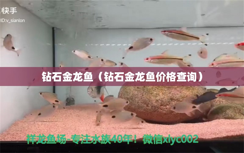 鉆石金龍魚(yú)（鉆石金龍魚(yú)價(jià)格查詢） 印尼四紋虎