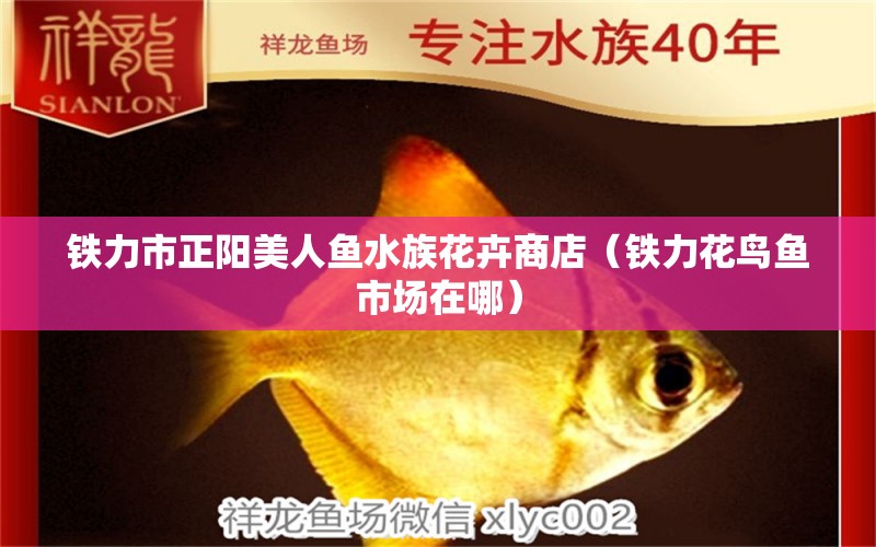 鐵力市正陽(yáng)美人魚(yú)水族花卉商店（鐵力花鳥(niǎo)魚(yú)市場(chǎng)在哪） 全國(guó)水族館企業(yè)名錄