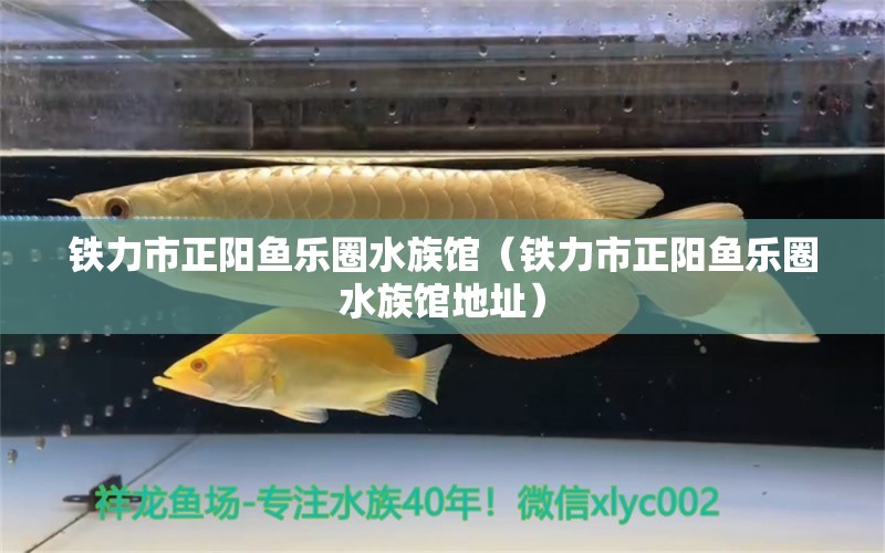 鐵力市正陽魚樂圈水族館（鐵力市正陽魚樂圈水族館地址） 全國水族館企業(yè)名錄