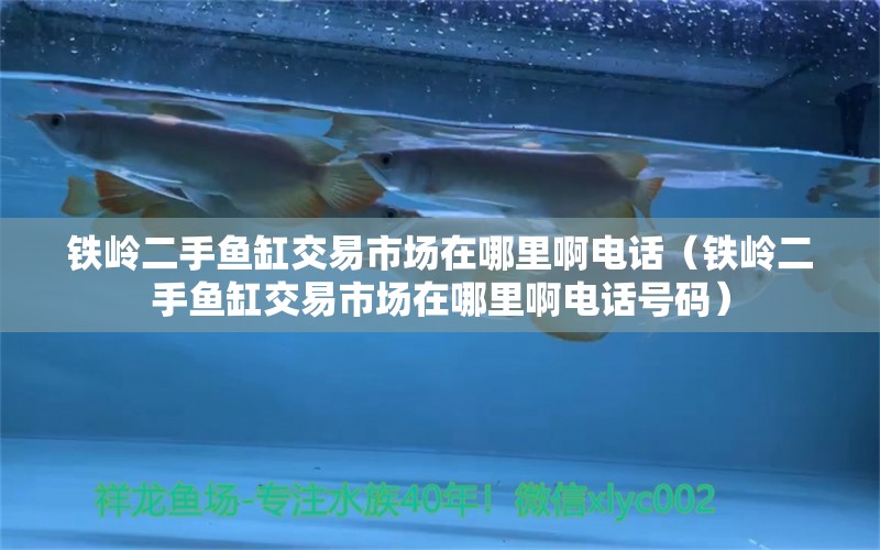 鐵嶺二手魚缸交易市場在哪里啊電話（鐵嶺二手魚缸交易市場在哪里啊電話號碼） 翡翠鳳凰魚