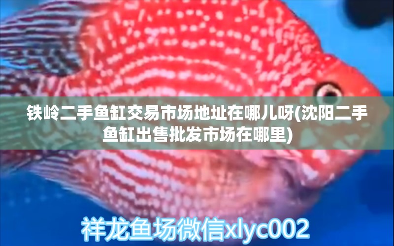 鐵嶺二手魚缸交易市場地址在哪兒呀(沈陽二手魚缸出售批發(fā)市場在哪里) 養(yǎng)魚知識