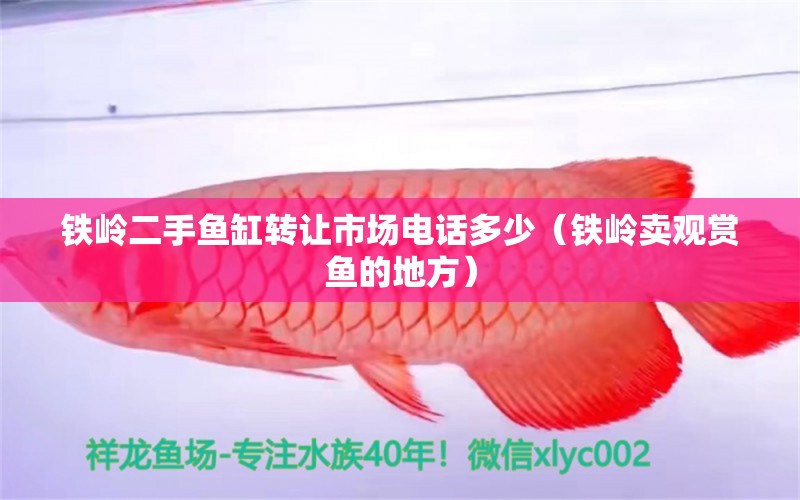 鐵嶺二手魚缸轉(zhuǎn)讓市場(chǎng)電話多少（鐵嶺賣觀賞魚的地方）