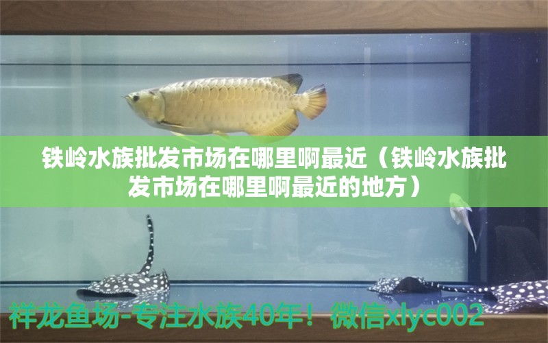 鐵嶺水族批發(fā)市場在哪里啊最近（鐵嶺水族批發(fā)市場在哪里啊最近的地方）