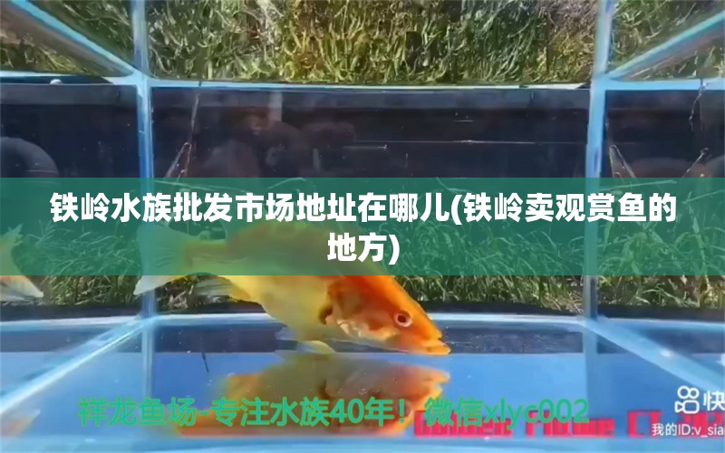 鐵嶺水族批發(fā)市場地址在哪兒(鐵嶺賣觀賞魚的地方) 觀賞魚水族批發(fā)市場