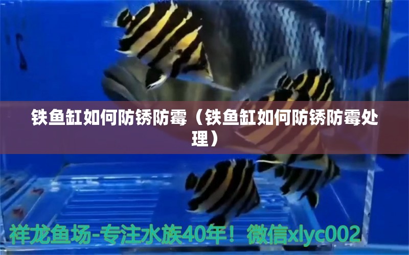 鐵魚(yú)缸如何防銹防霉（鐵魚(yú)缸如何防銹防霉處理） 量子養(yǎng)魚(yú)技術(shù)