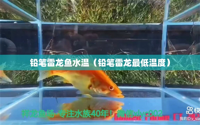 鉛筆雷龍魚水溫（鉛筆雷龍最低溫度）