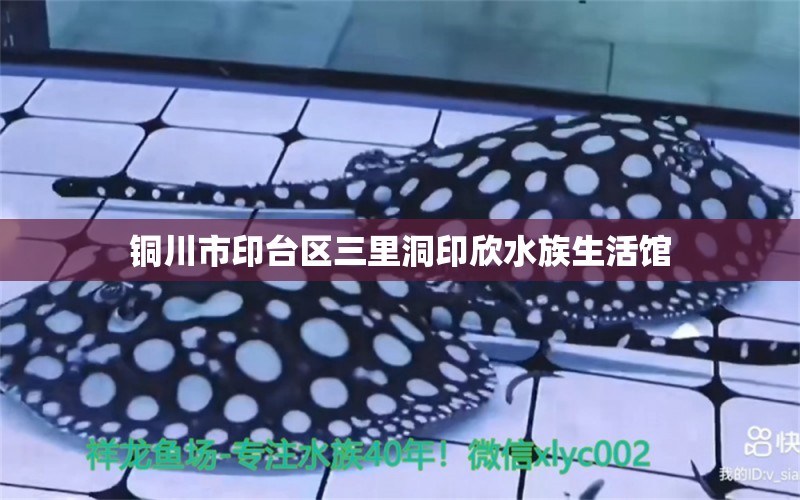 銅川市印臺(tái)區(qū)三里洞印欣水族生活館 全國(guó)水族館企業(yè)名錄