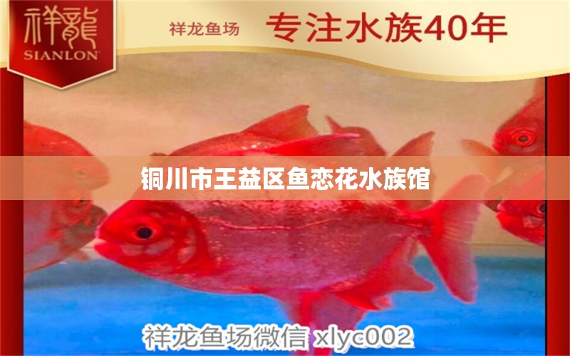 銅川市王益區(qū)魚(yú)戀花水族館