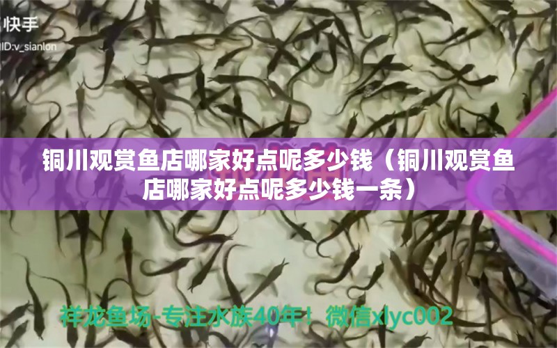 銅川觀賞魚店哪家好點呢多少錢（銅川觀賞魚店哪家好點呢多少錢一條） 觀賞魚市場（混養(yǎng)魚）