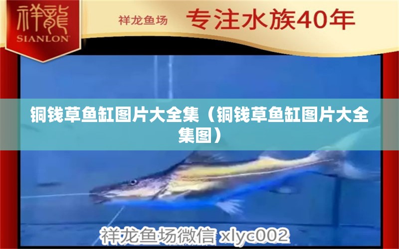 銅錢草魚缸圖片大全集（銅錢草魚缸圖片大全集圖）