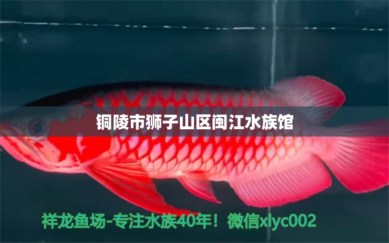 銅陵市獅子山區(qū)閩江水族館 全國水族館企業(yè)名錄