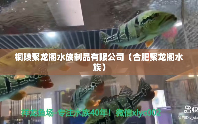 銅陵聚龍閣水族制品有限公司（合肥聚龍閣水族） 全國(guó)水族館企業(yè)名錄