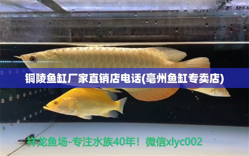 銅陵魚缸廠家直銷店電話(亳州魚缸專賣店) 短身紅龍魚