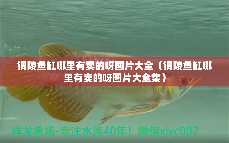 銅陵魚缸哪里有賣的呀圖片大全（銅陵魚缸哪里有賣的呀圖片大全集） 觀賞魚水族批發(fā)市場