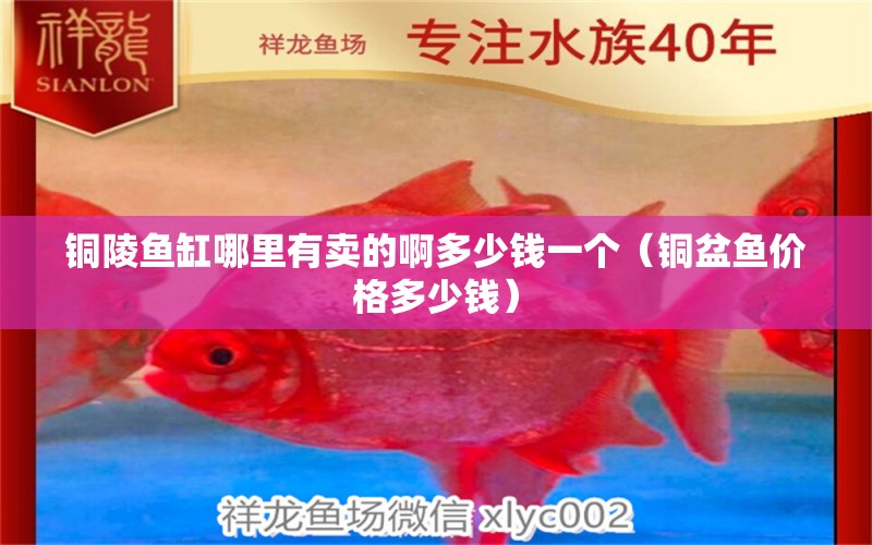 銅陵魚缸哪里有賣的啊多少錢一個(gè)（銅盆魚價(jià)格多少錢） 泰龐海蓮魚