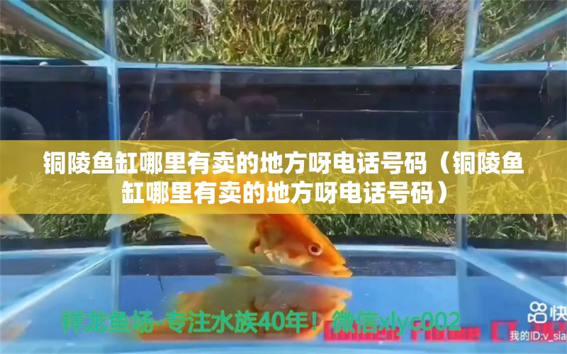 銅陵魚缸哪里有賣的地方呀電話號碼（銅陵魚缸哪里有賣的地方呀電話號碼）