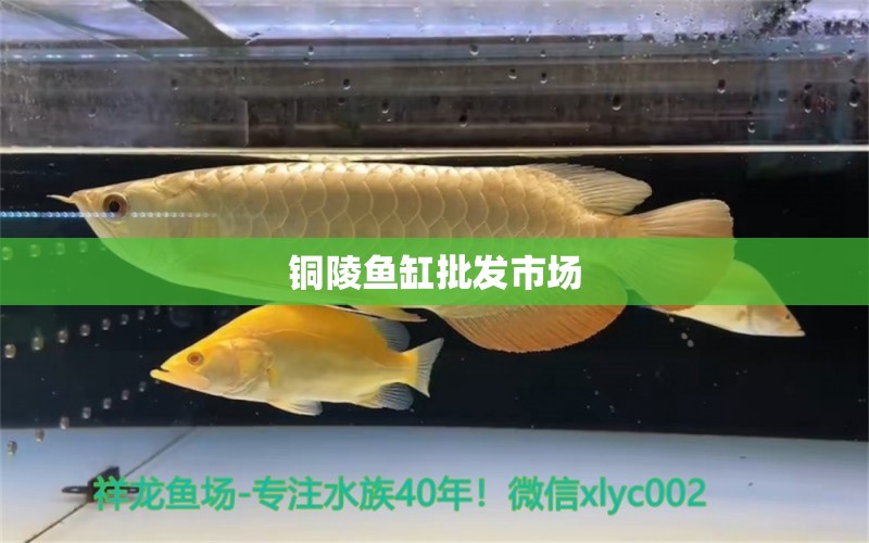 銅陵魚(yú)缸批發(fā)市場(chǎng)