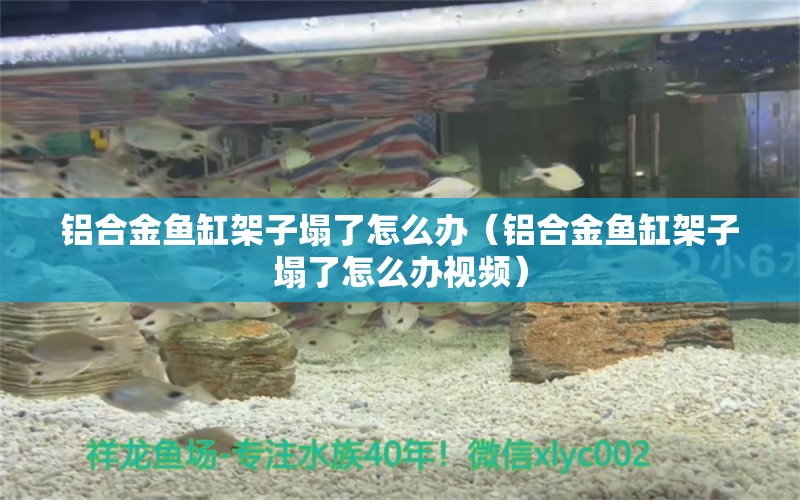 鋁合金魚(yú)缸架子塌了怎么辦（鋁合金魚(yú)缸架子塌了怎么辦視頻） 觀賞魚(yú)市場(chǎng)（混養(yǎng)魚(yú)）