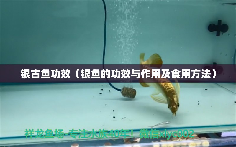 銀古魚功效（銀魚的功效與作用及食用方法）