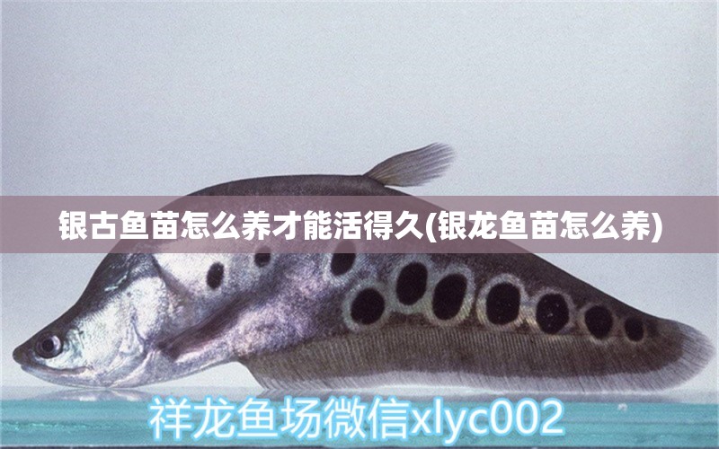 銀古魚苗怎么養(yǎng)才能活得久(銀龍魚苗怎么養(yǎng)) 銀古魚苗