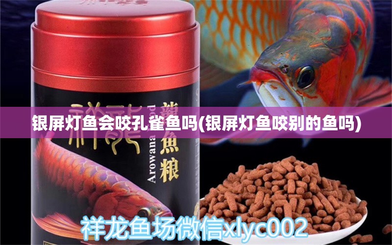 銀屏燈魚會(huì)咬孔雀魚嗎(銀屏燈魚咬別的魚嗎)